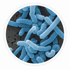 Illustrative microscope-style image of beneficial bacteria (not a photograph of this specific strain)