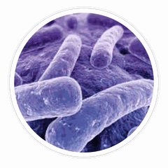 Illustrative microscope-style image of beneficial bacteria (not a photograph of this specific strain)