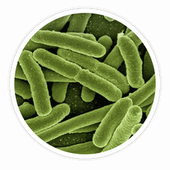 Illustrative microscope-style image of beneficial bacteria (not a photograph of this specific strain)
